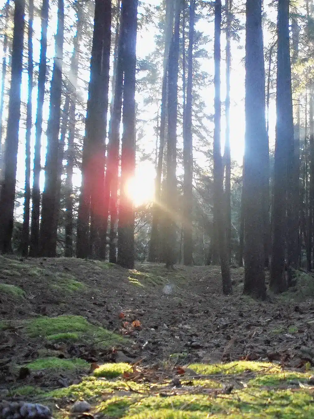 the sun shining through trees