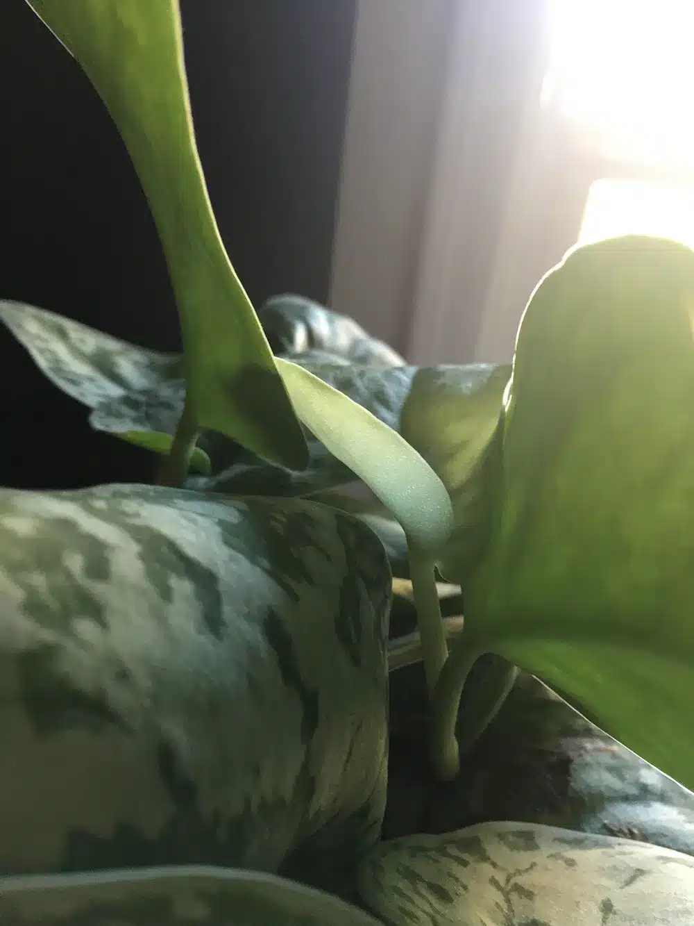 green houseplant leaves