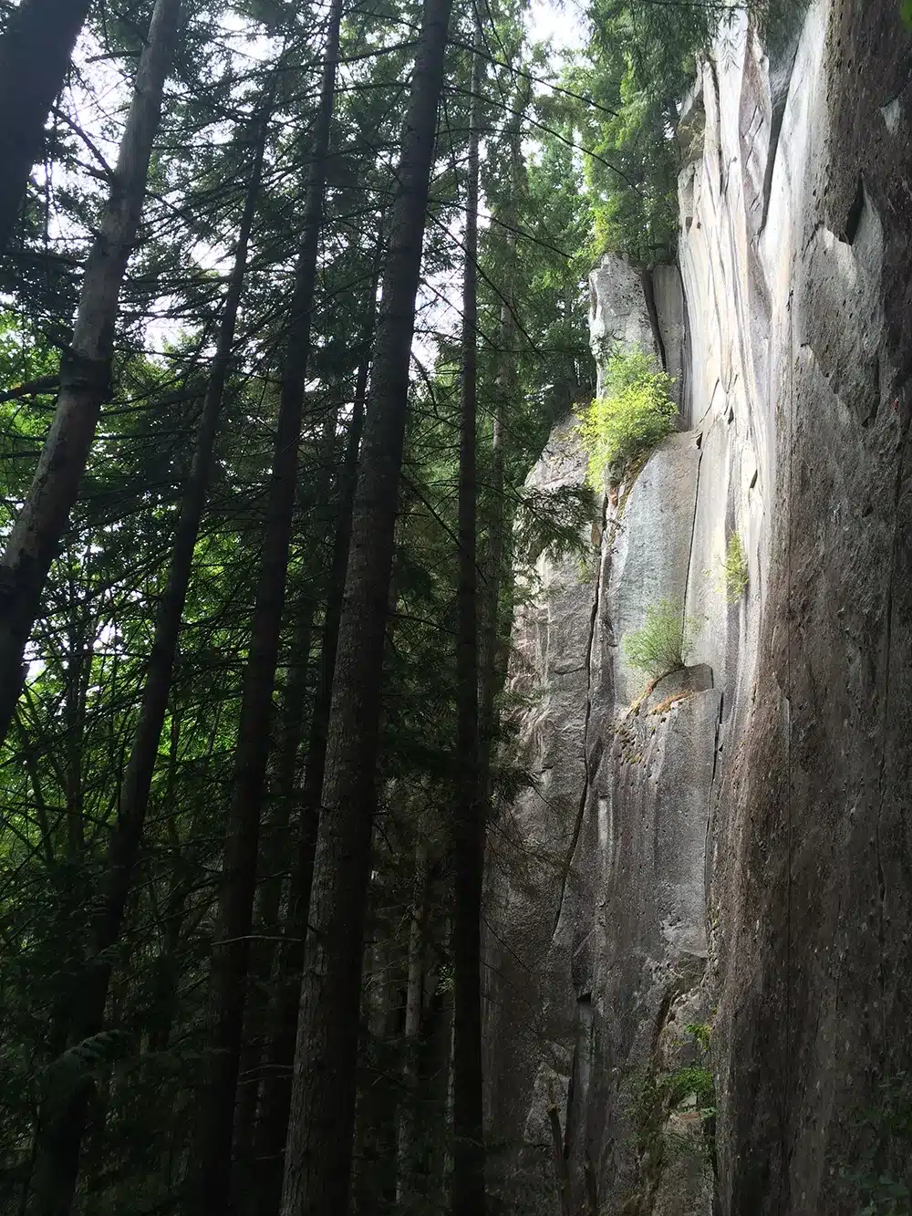 work-with-us a forest